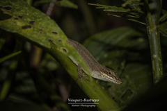 Anolis mariarum