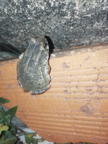 Guttural Toad
