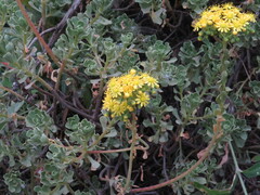 Aeonium spathulatum image