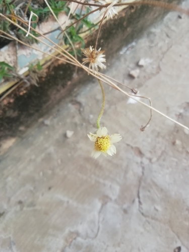 Tridax Daisy