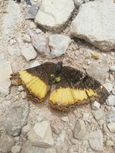 Eurytela dryope