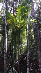 Dypsis dransfieldii