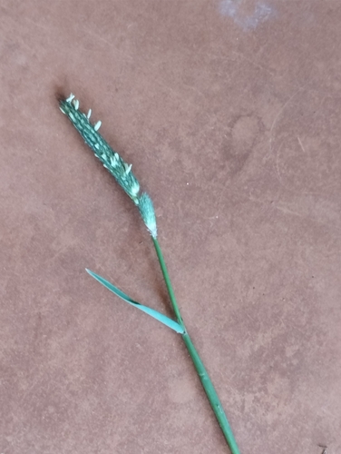 Bulbous Foxtail (Alopecurus bulbosus)