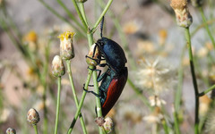 Chalcolepidius rubripennis
