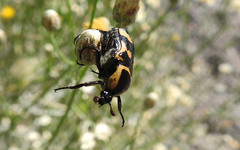 Euphoria fascifera