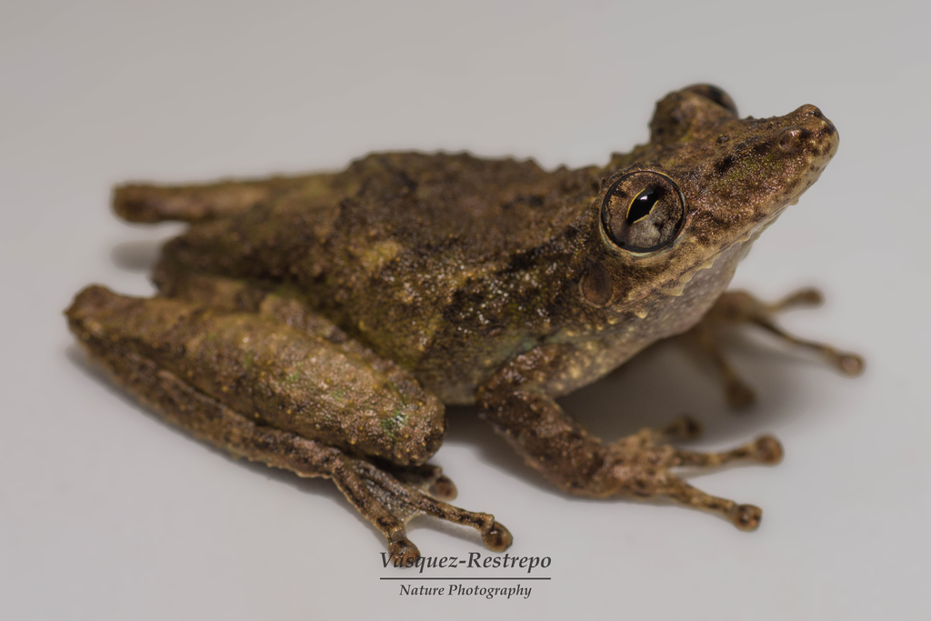 Quevedo Snouted Treefrog