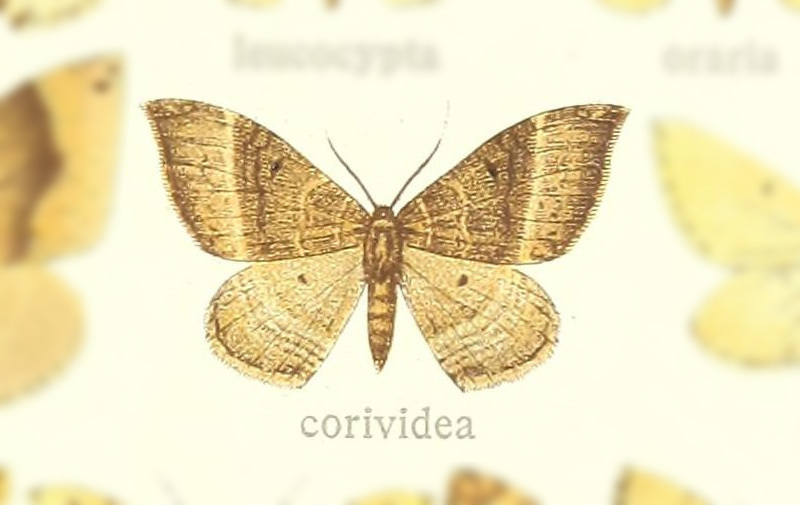 Xenortholitha corioidea