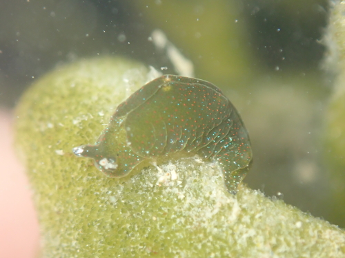 Elysia maoria Powell, 1937