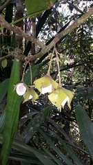 Diospyros megasepala