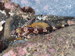 Bellapiscis lesleyae