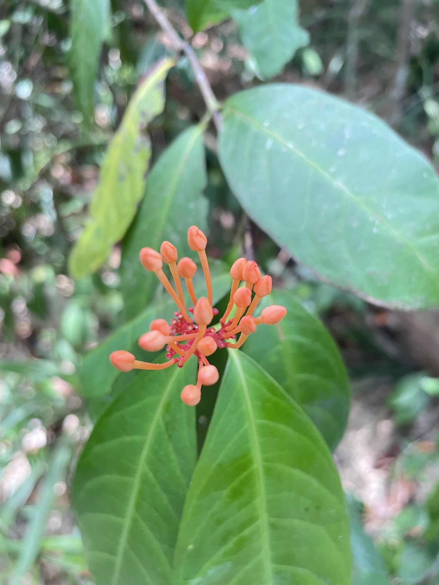 Imagem de Ixora-vermelha