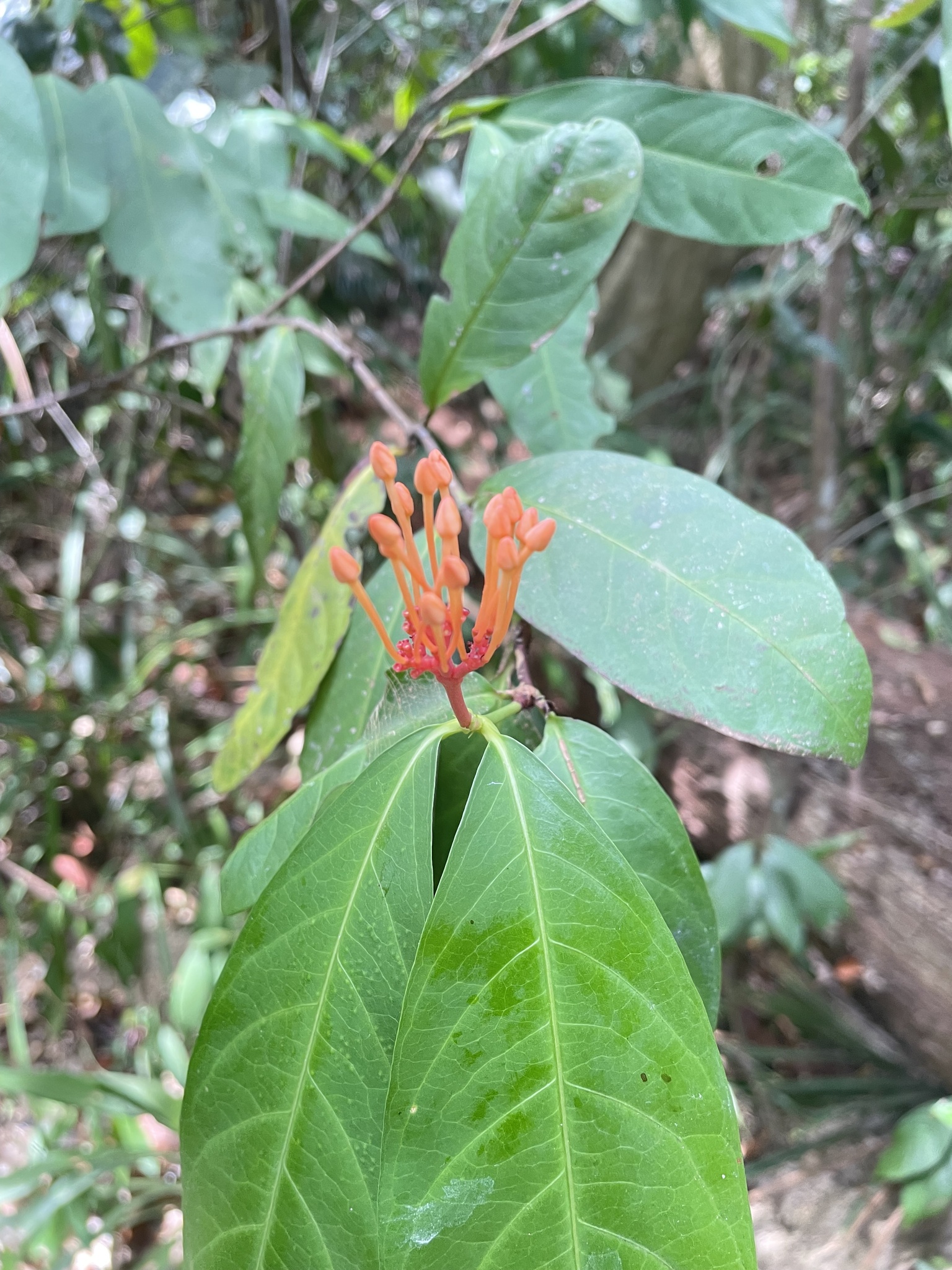 Imagem de Ixora-vermelha