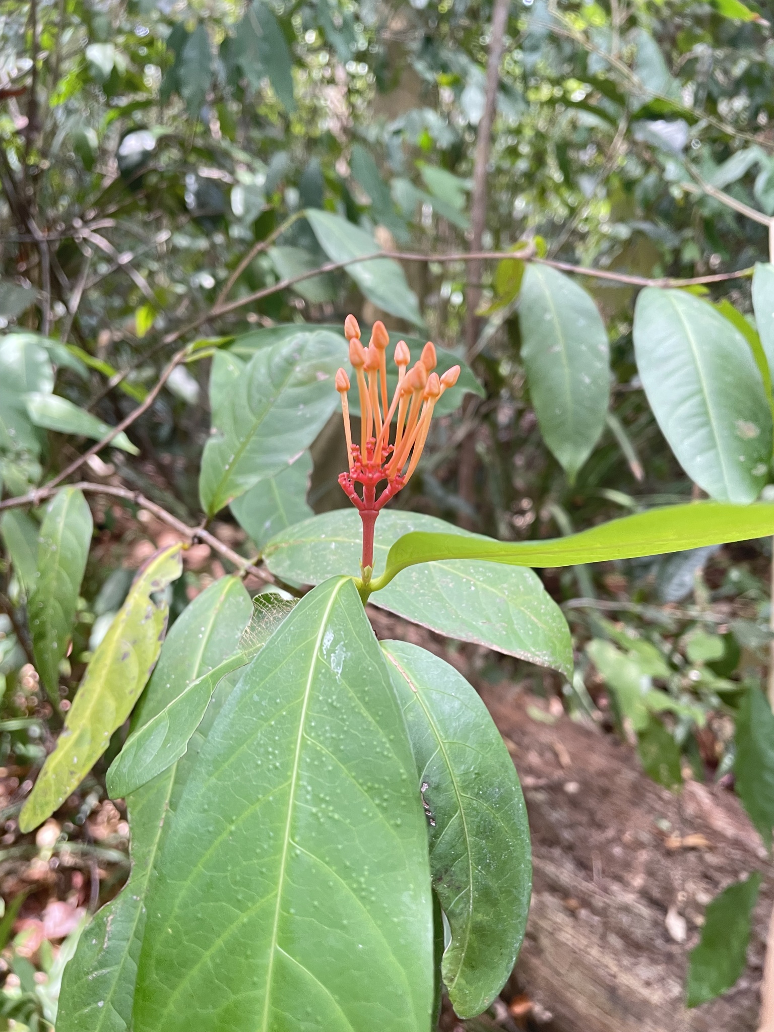 Imagem de Ixora-vermelha