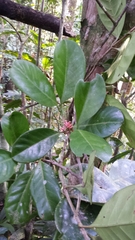 Pyrostria