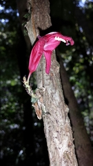 Phyllarthron antongiliense