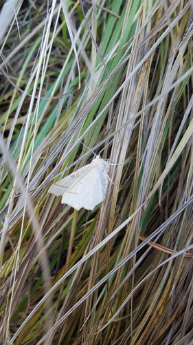 iNaturalist observation photo of Eusarca