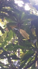 Brexia madagascariensis