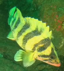 Sebastes serriceps