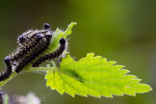 Dilgėlinukas nuotrauka