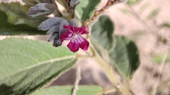 Helicteres hirsuta
