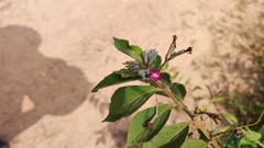 Muhammad HEEMBOO, CC BY, iNaturalist via GBIF Helicteres hirsuta, photograph Muhammad HEEMBOO, CC BY, iNaturalist via GBIF