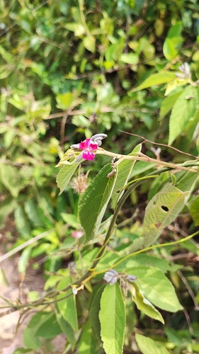 Helicteres hirsuta, photograph 2