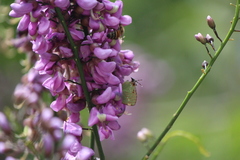 Cyanophrys miserabilis