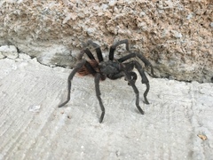 Dugesiella anitahoffmannae