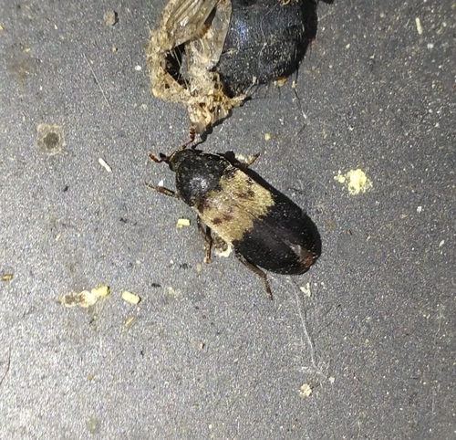 kožiar domový (Dermestes lardarius)