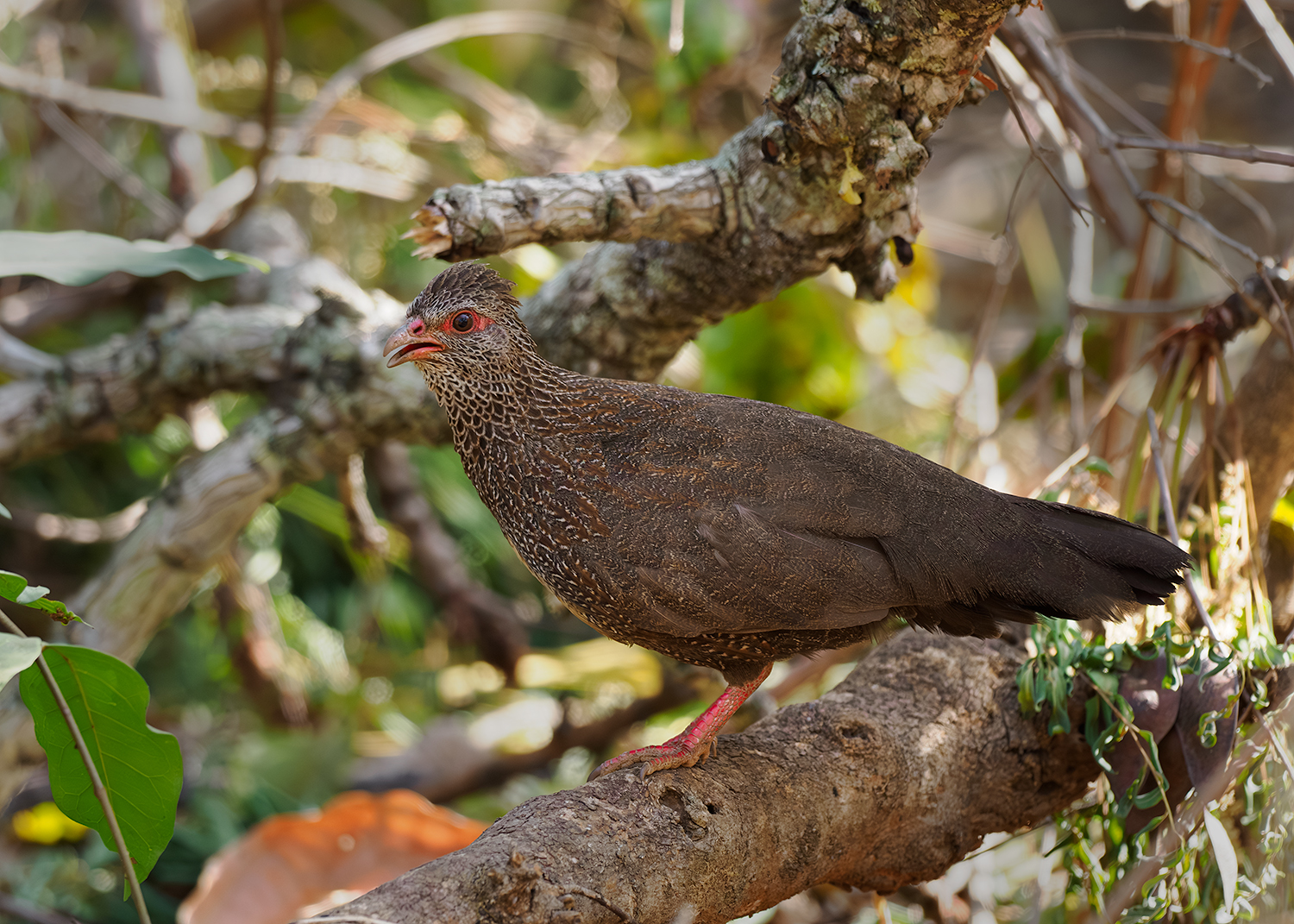 Ptilopachus petrosus (Gmelin, 1789)