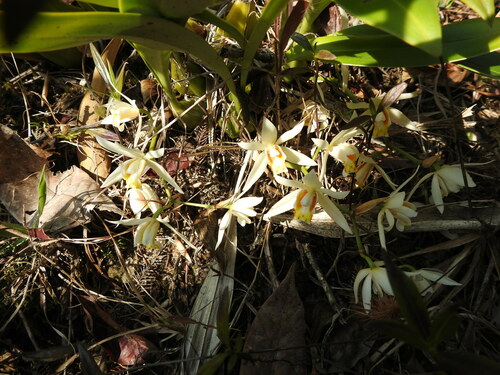 Coelogyne huettneriana Rchb.f. 3