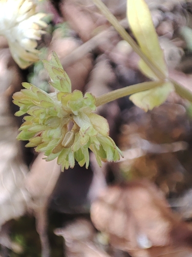 European cornsalad (Valerianella carinata)