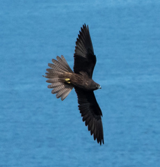 Eleonora's Falcon photo 4