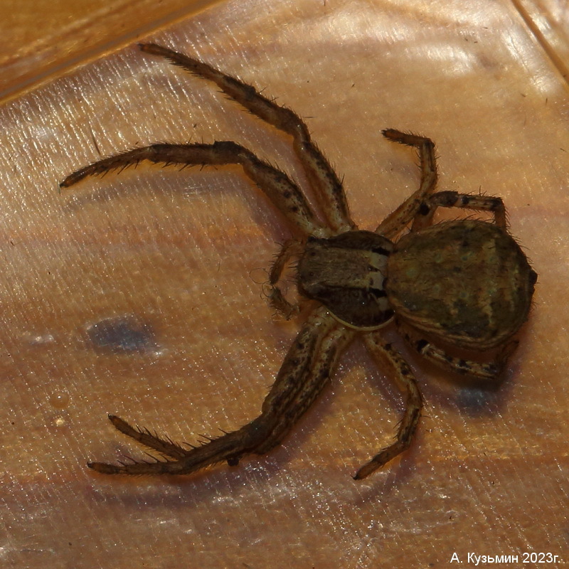 Паук рода Xysticus