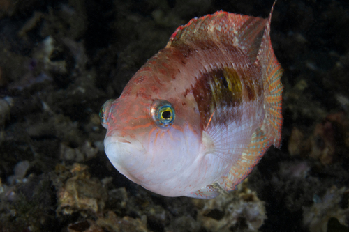Comettailed wrasse (Oxycheilinus bimaculatus) — Labridae — 3