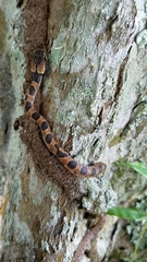 Leptodeira rhombifera