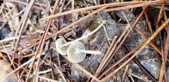Mycena clavicularis