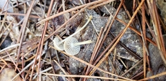 Mycena clavicularis