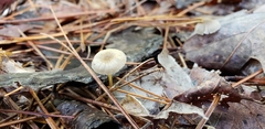 Mycena clavicularis