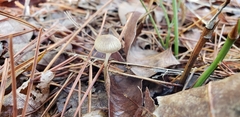 Mycena clavicularis