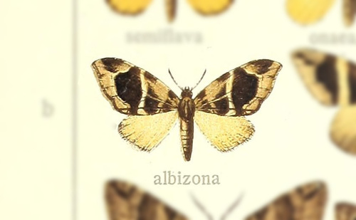 Gonanticlea albizona