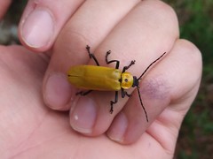 Chauliognathus heros