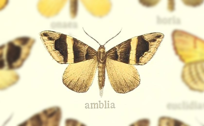 Gonanticlea penicilla