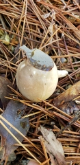 Hygrophorus occidentalis