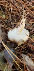 Hygrophorus occidentalis