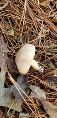 Hygrophorus occidentalis