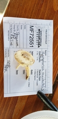 Hygrophorus occidentalis