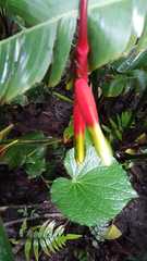 Heliconia rostrata
