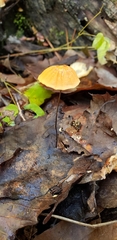 Marasmius fulvoferrugineus