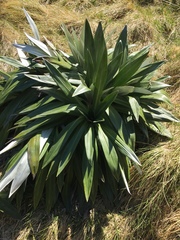 Celmisia semicordata